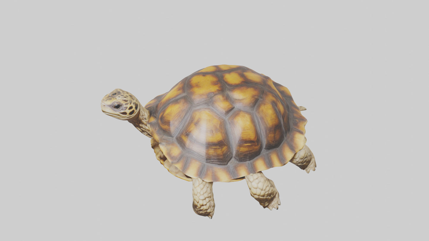 3D model Leopard Spine VR / AR / low-poly