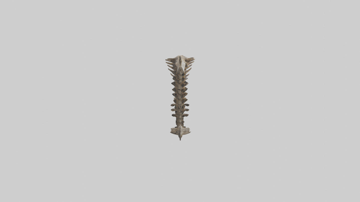 3D model Leopard Spine VR / AR / low-poly