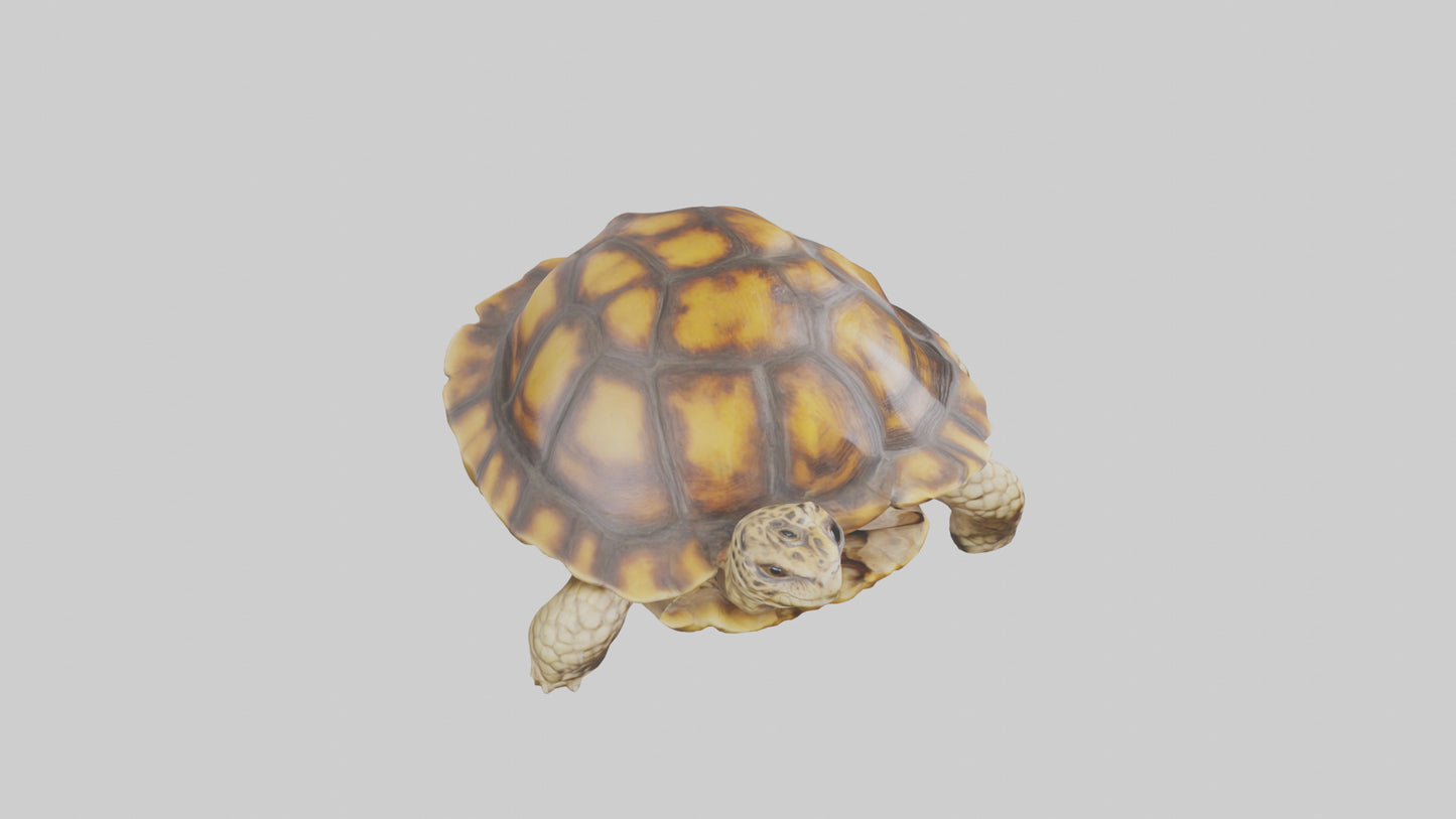 3D model Leopard Spine VR / AR / low-poly