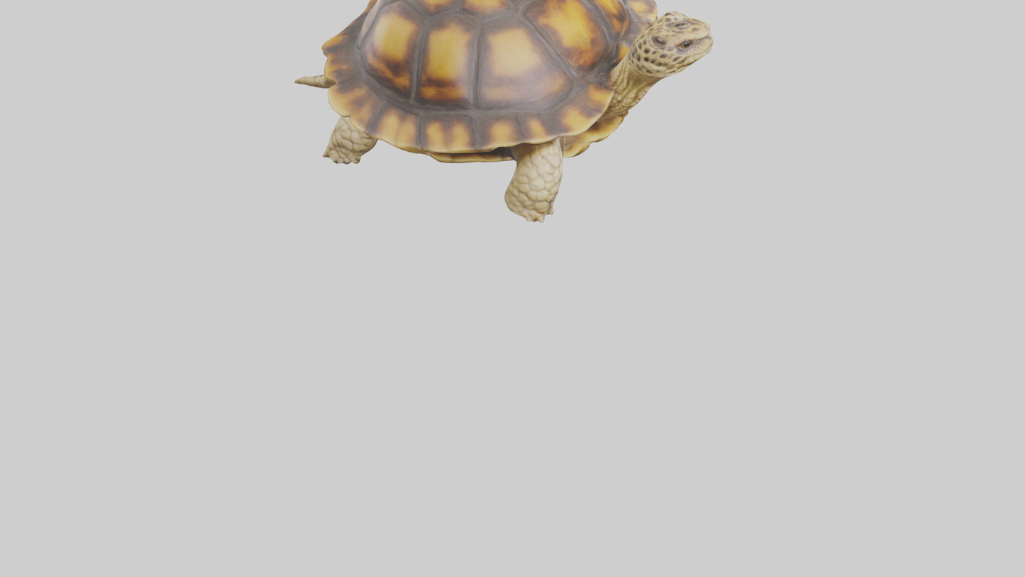 3D model Leopard Spine VR / AR / low-poly