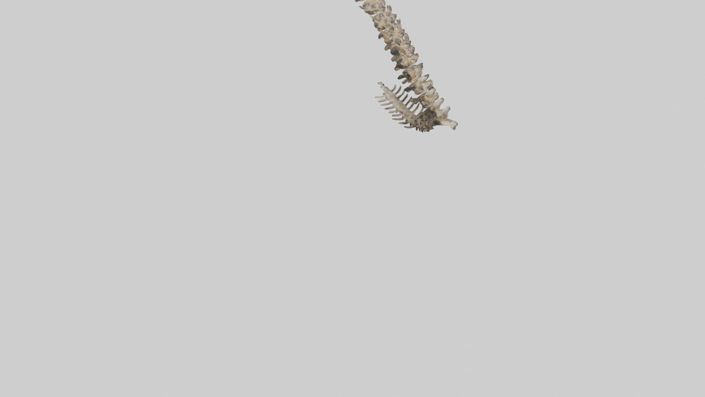 3D model Leopard Spine VR / AR / low-poly