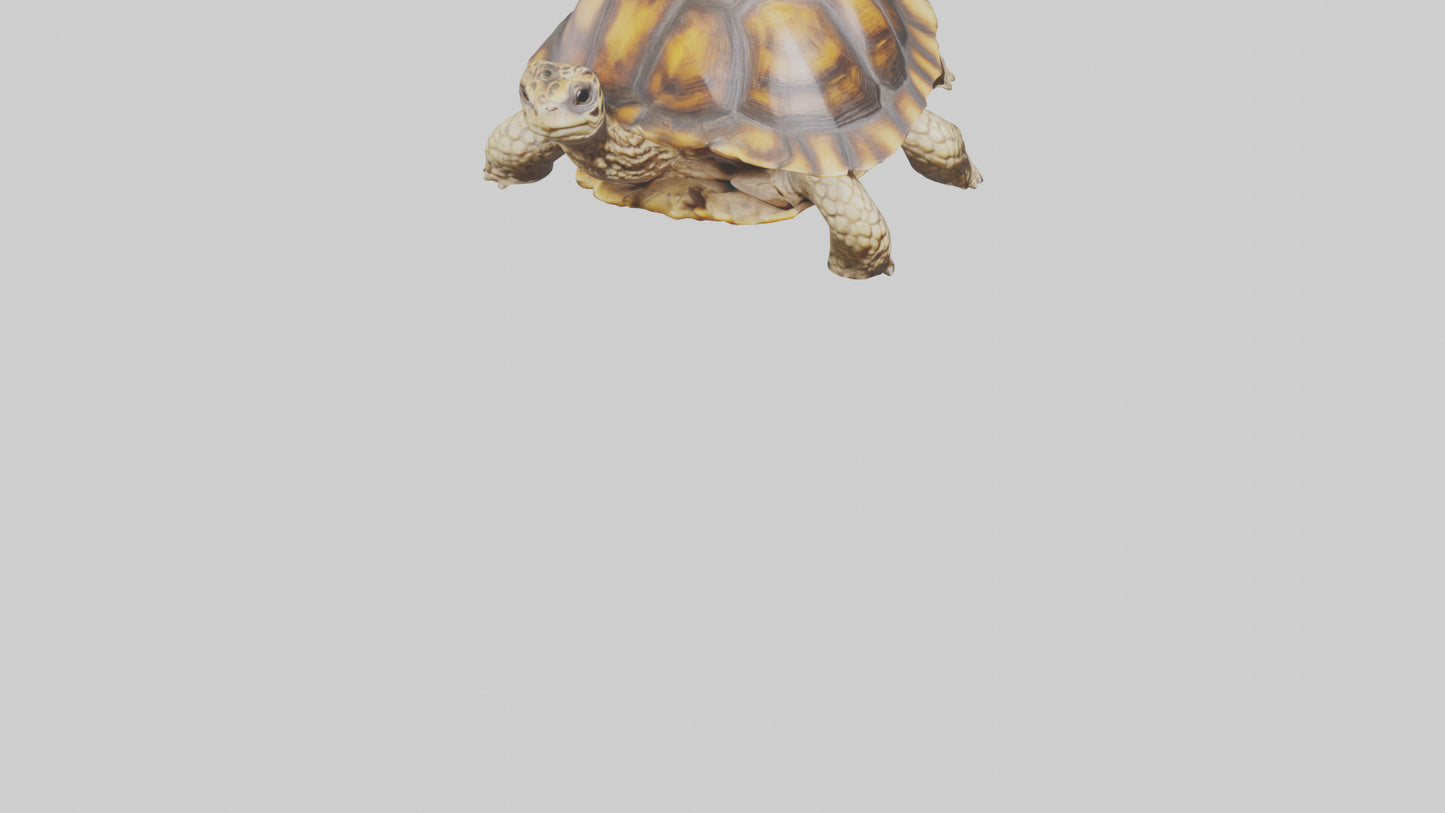 3D model Leopard Spine VR / AR / low-poly