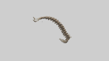 3D model Leopard Spine VR / AR / low-poly