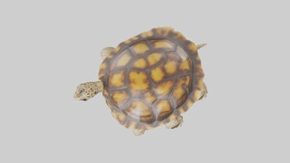 3D model Leopard Spine VR / AR / low-poly