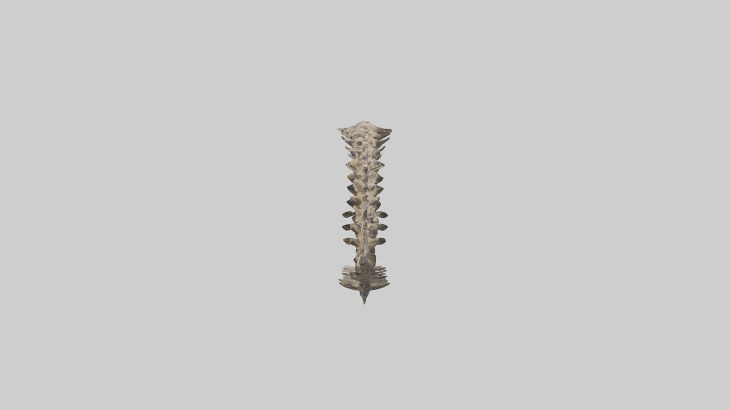 3D model Leopard Spine VR / AR / low-poly