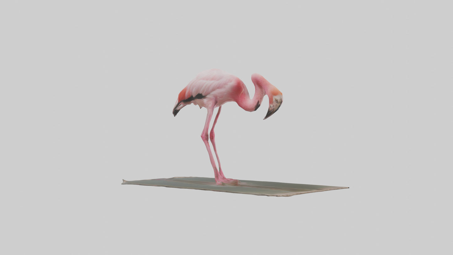Lesser Flamingo drinking model VR / AR / low-poly