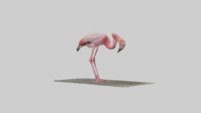 Lesser Flamingo drinking model VR / AR / low-poly