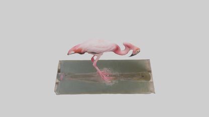 Lesser Flamingo drinking model VR / AR / low-poly