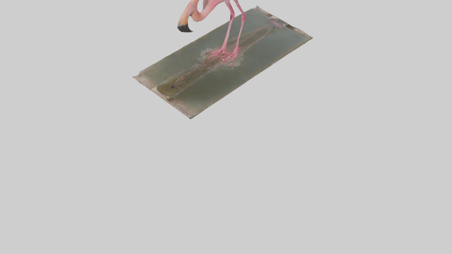 Lesser Flamingo drinking model VR / AR / low-poly
