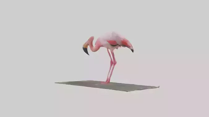 Lesser Flamingo drinking model VR / AR / low-poly