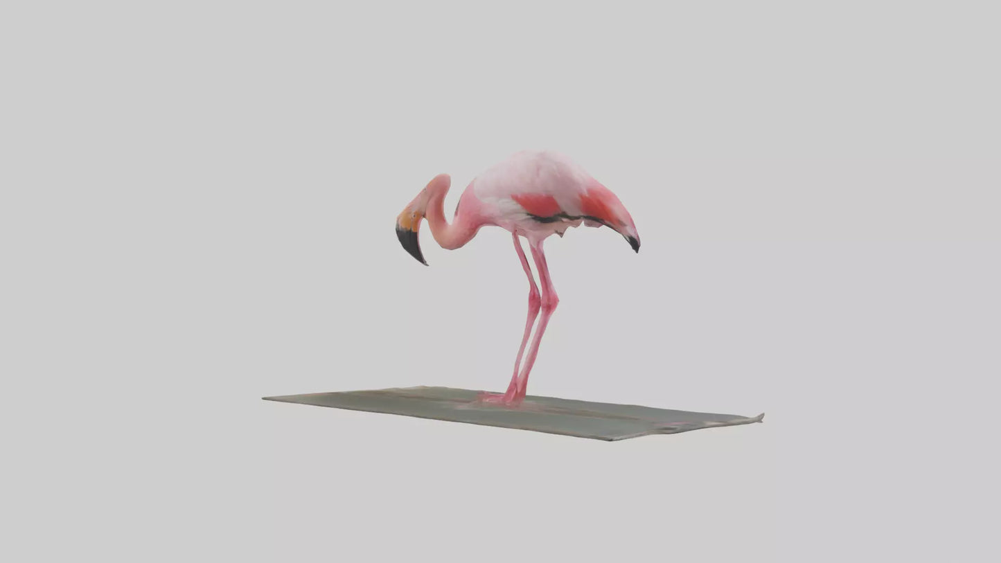 Lesser Flamingo drinking model VR / AR / low-poly