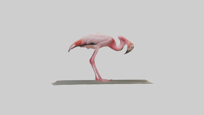 Lesser Flamingo drinking model VR / AR / low-poly