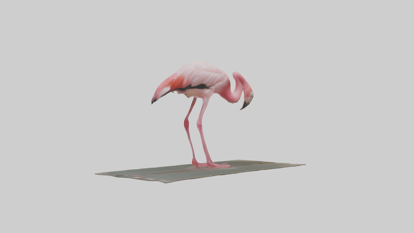 Lesser Flamingo drinking model VR / AR / low-poly