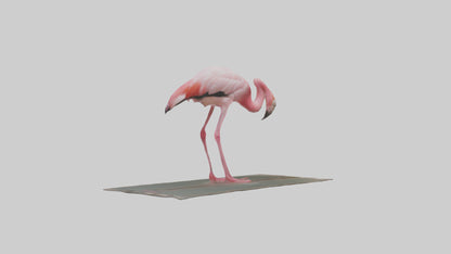 Lesser Flamingo drinking model VR / AR / low-poly