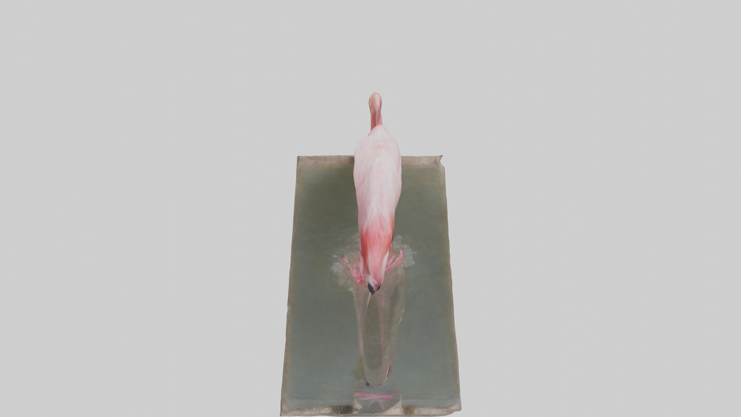 Lesser Flamingo drinking model VR / AR / low-poly