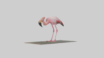 Lesser Flamingo drinking model VR / AR / low-poly