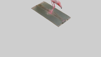 Lesser Flamingo drinking model VR / AR / low-poly