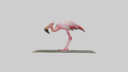 Lesser Flamingo drinking model VR / AR / low-poly
