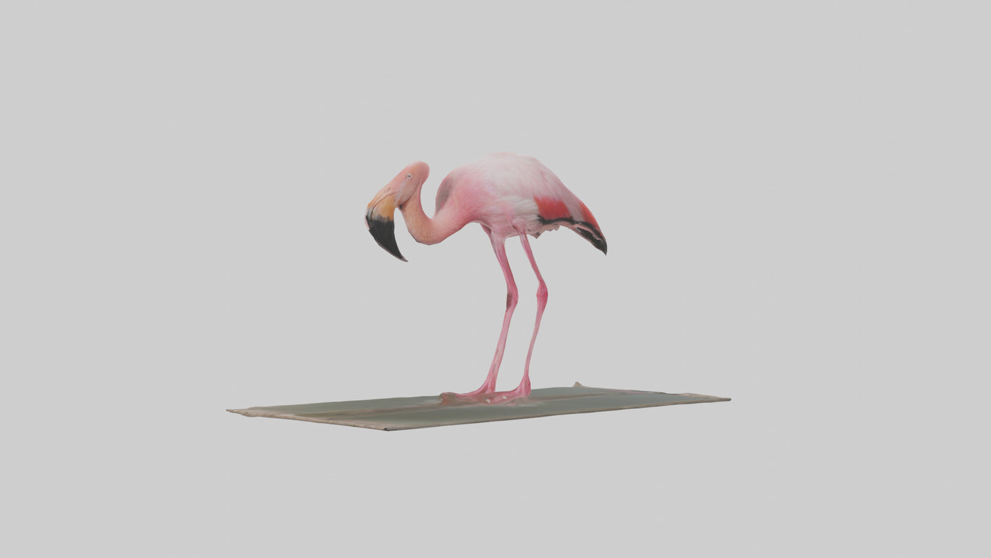 Lesser Flamingo drinking model VR / AR / low-poly