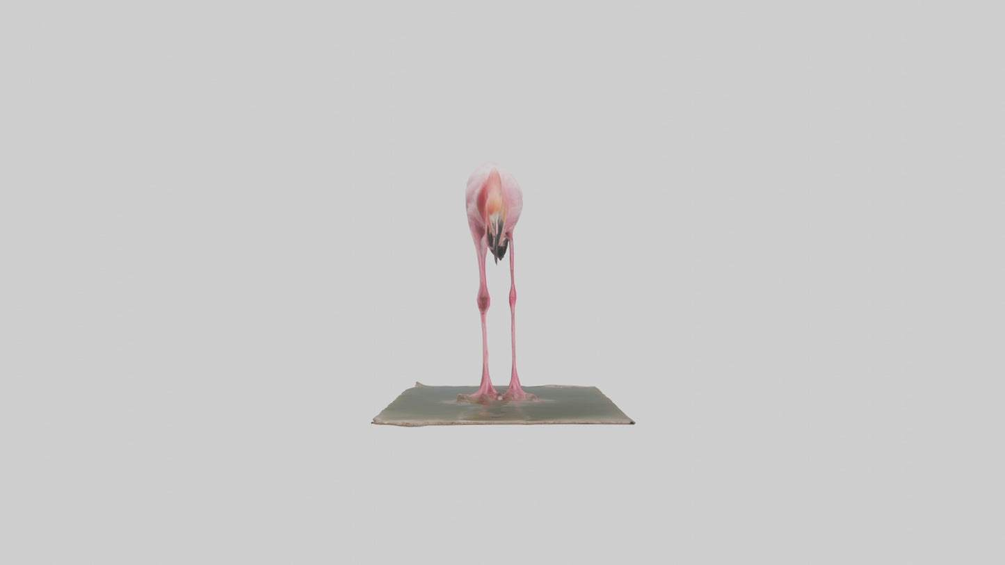 Lesser Flamingo drinking model VR / AR / low-poly