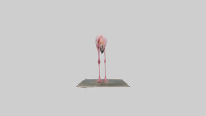 Lesser Flamingo drinking model VR / AR / low-poly