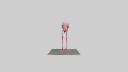 Lesser Flamingo drinking model VR / AR / low-poly