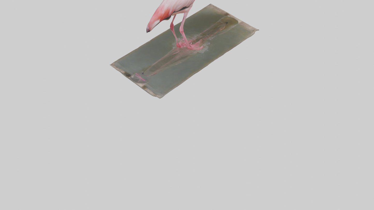 Lesser Flamingo drinking model VR / AR / low-poly