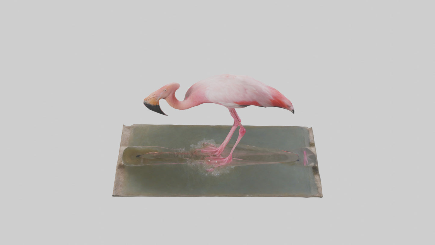 Lesser Flamingo drinking model VR / AR / low-poly