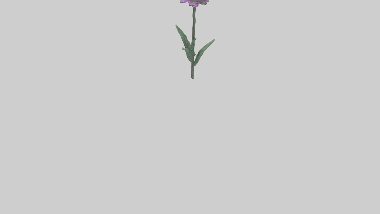 3D model Liatris flower model VR / AR / low-poly