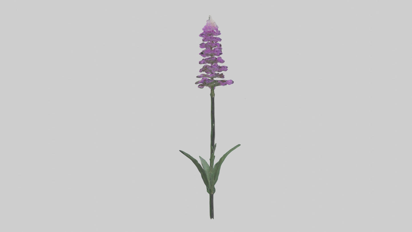 3D model Liatris flower model VR / AR / low-poly