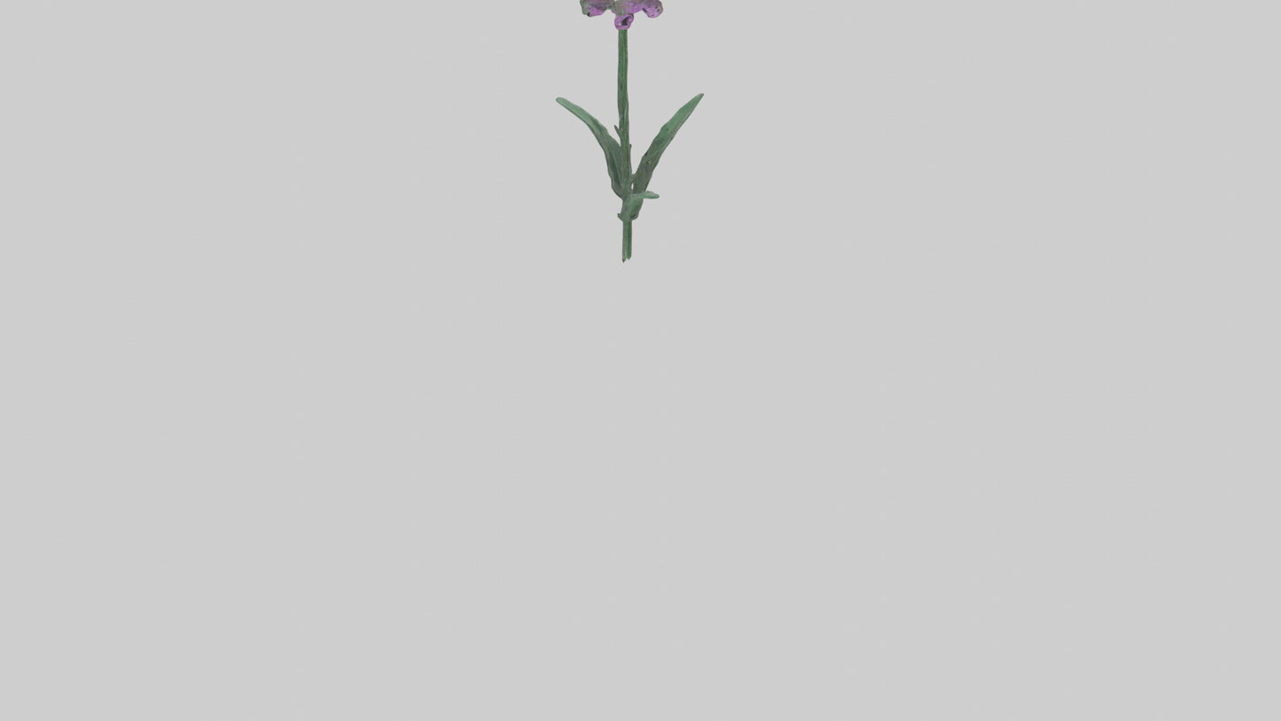 3D model Liatris flower model VR / AR / low-poly
