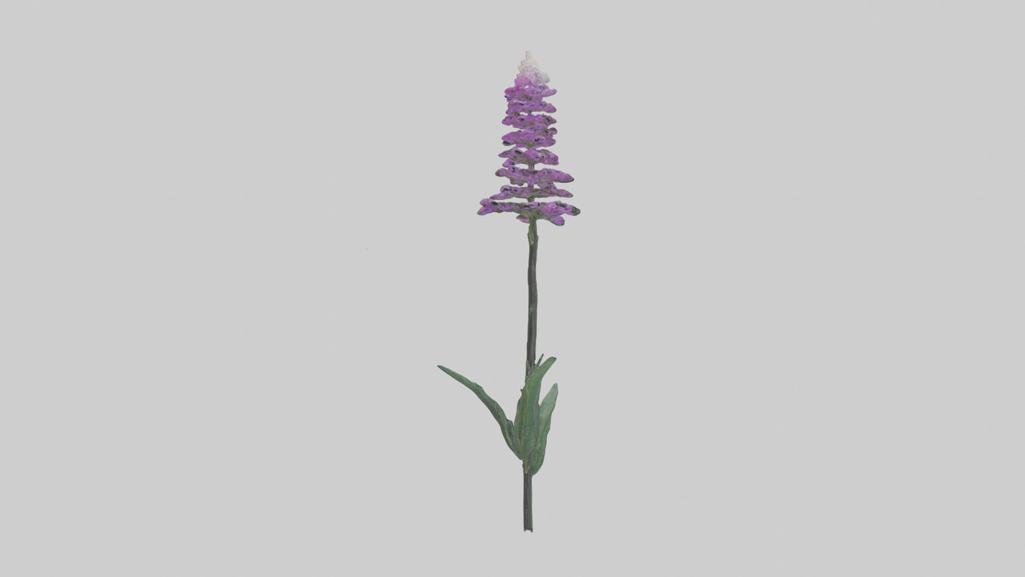 3D model Liatris flower model VR / AR / low-poly
