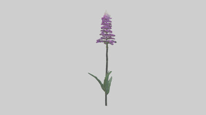 3D model Liatris flower model VR / AR / low-poly