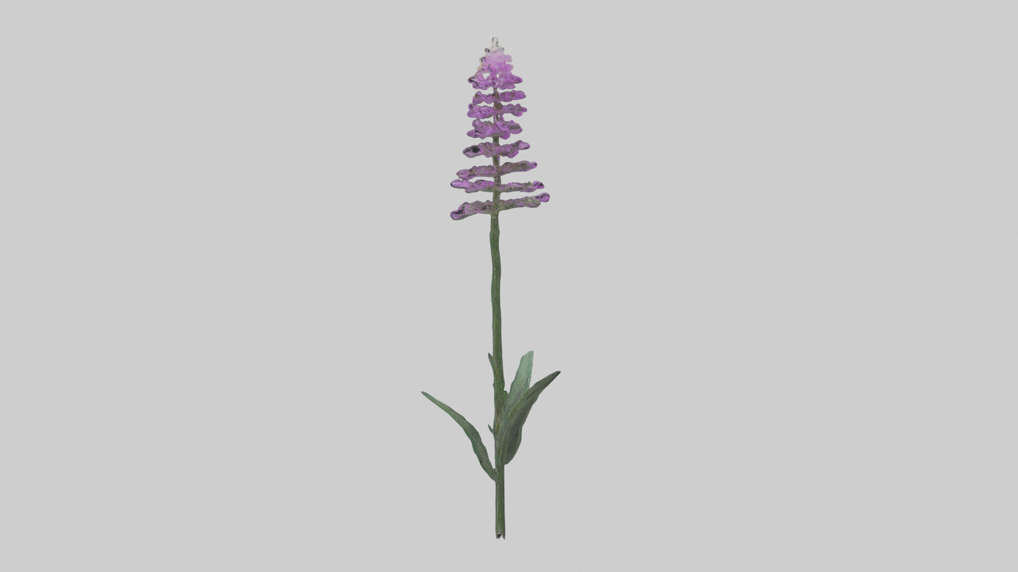 3D model Liatris flower model VR / AR / low-poly