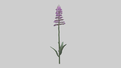 3D model Liatris flower model VR / AR / low-poly