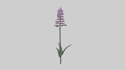 3D model Liatris flower model VR / AR / low-poly