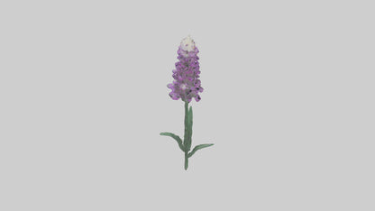 3D model Liatris flower model VR / AR / low-poly