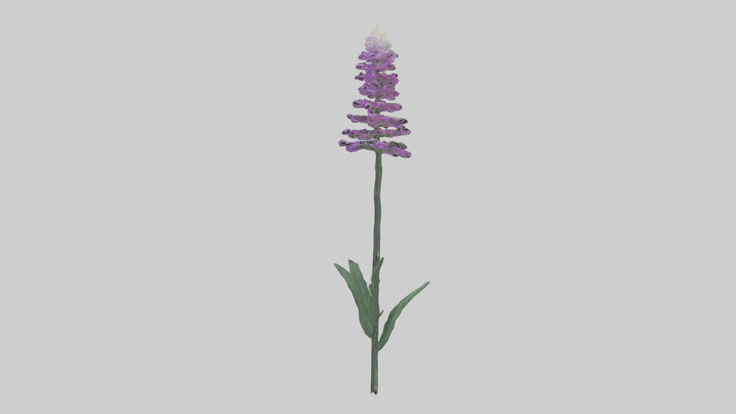3D model Liatris flower model VR / AR / low-poly