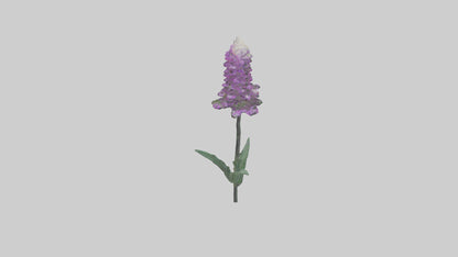 3D model Liatris flower model VR / AR / low-poly