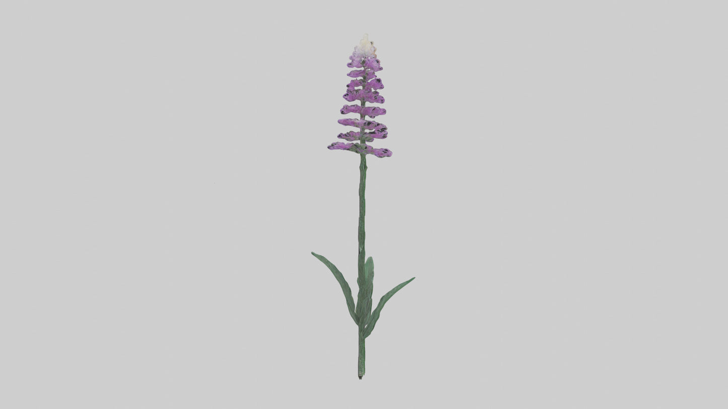 3D model Liatris flower model VR / AR / low-poly
