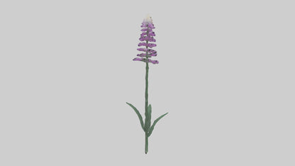 3D model Liatris flower model VR / AR / low-poly