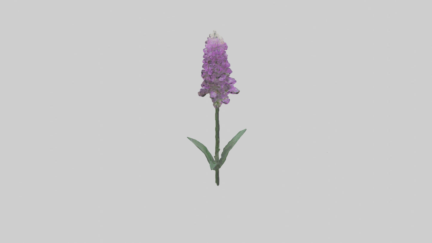 3D model Liatris flower model VR / AR / low-poly