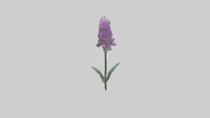 3D model Liatris flower model VR / AR / low-poly