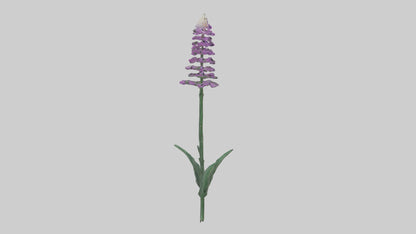 3D model Liatris flower model VR / AR / low-poly