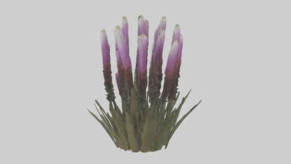 3D model Liatris model VR / AR / low-poly