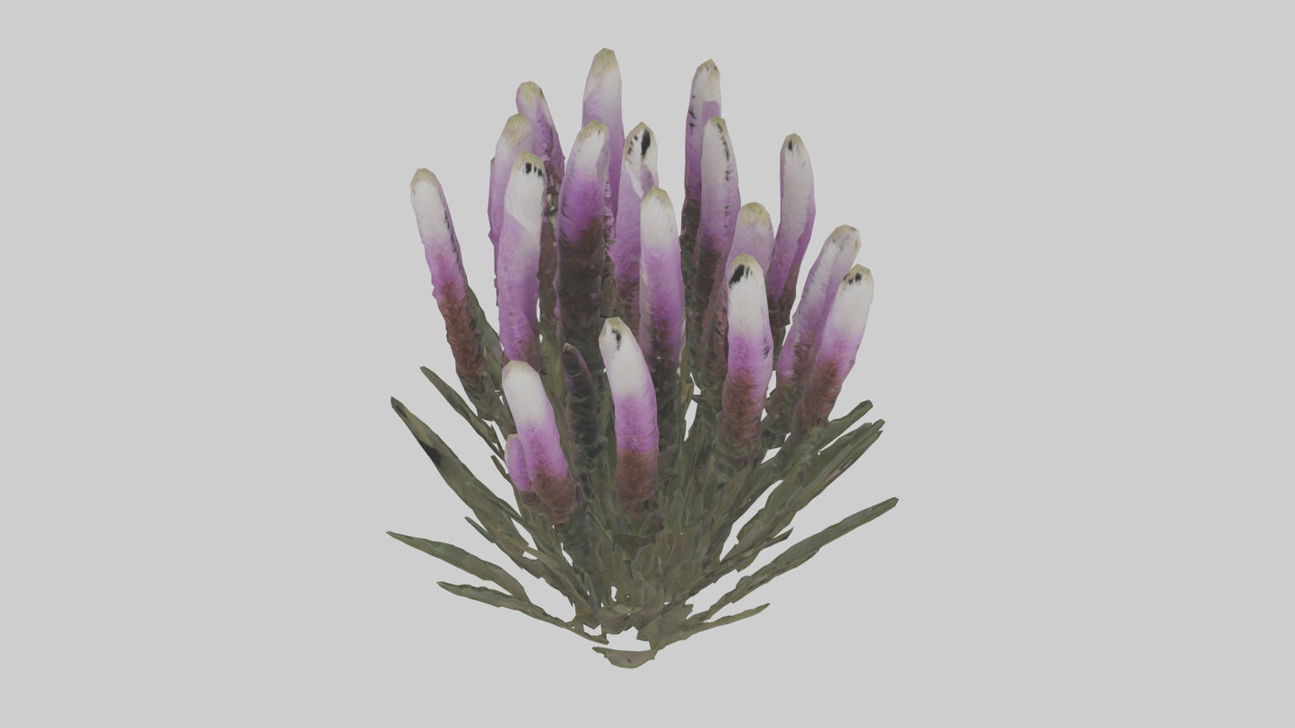 3D model Liatris model VR / AR / low-poly
