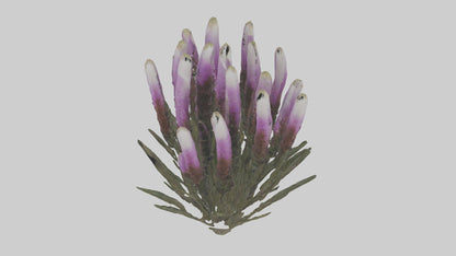 3D model Liatris model VR / AR / low-poly