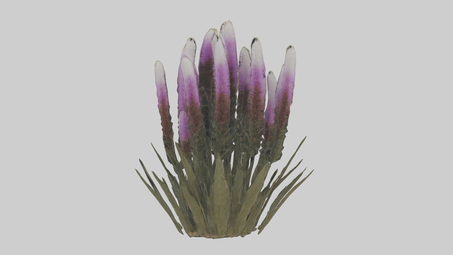 3D model Liatris model VR / AR / low-poly