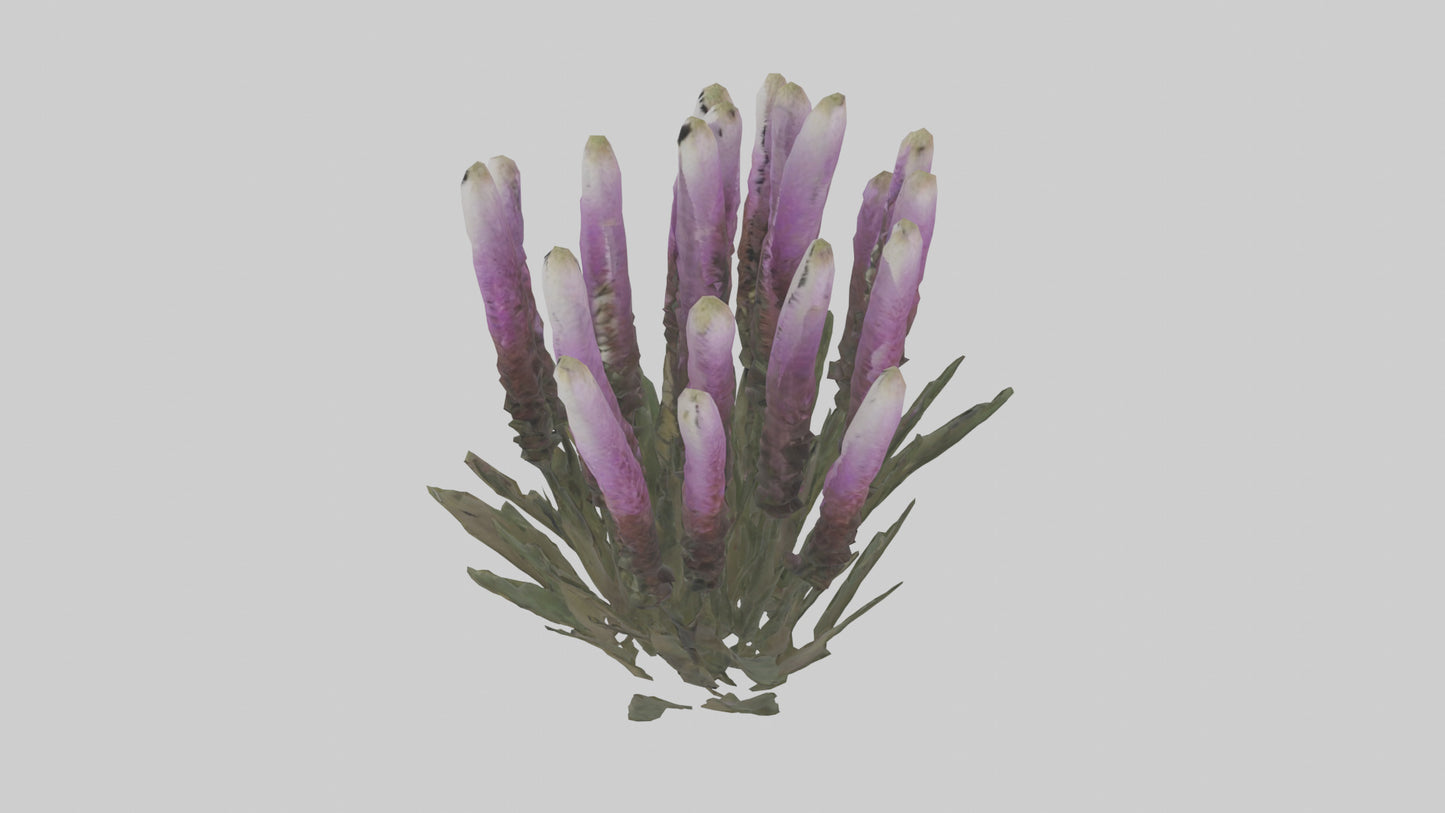 3D model Liatris model VR / AR / low-poly