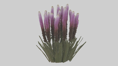 3D model Liatris model VR / AR / low-poly